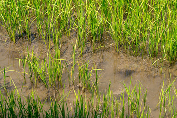 Rice Plants