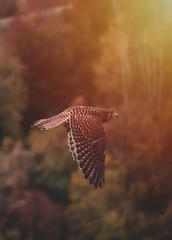 Common kestrel (Falco tinnunculus) in flight. Autumn forest in background. Common kestrel flying by autumn forest.