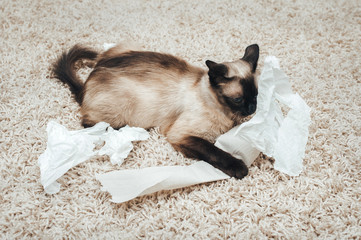 Funny, brown and blue-eyed Siamese cat playing and dabbling with paper, tearing napkins on the background of wool carpet. Cat habits and games at home. Mischievous pet.