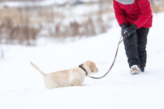 Winter walks with pets concept image. Active labrador dog running in deep snow