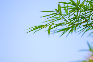 Fototapeta na wymiar Green natural bamboo leaf background with blue sky