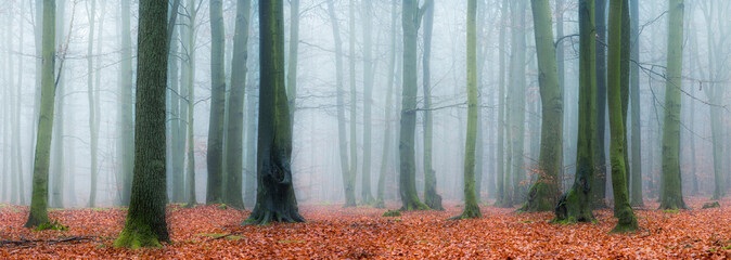 Panorama of forest covered with fog