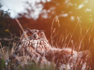 Eurasian eagle-owl (Bubo Bubo) by colorful autumn sunset. Eurasian eagle owl sitting on hunted rapid. Owl by sunset.