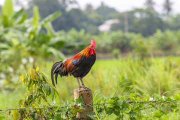 Beautiful male Thai native rooster or cock on cement fence pole with green nature background