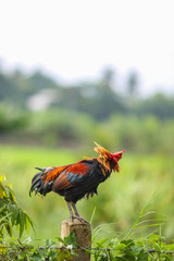 Beautiful male Thai native rooster or cock on cement fence pole with green nature background