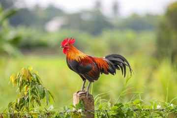 Beautiful male Thai native rooster or cock on cement fence pole with green nature background