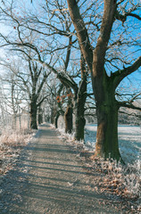 Obraz premium Morning frozen path and meadow with trees. Winter landscape, Czech republic