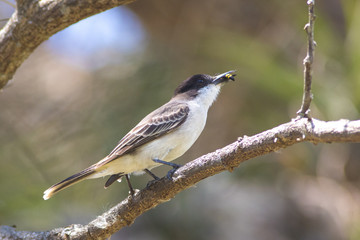 La sagra's flycatcher myiarchus sagrae with bee