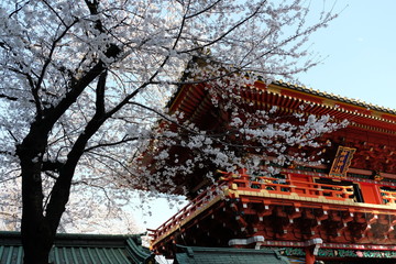 東京秋葉原の神田明神の桜のお花見風景