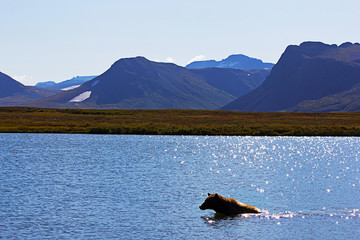 Grizzlybär fischt Lachse in Alaska Katmai National Park