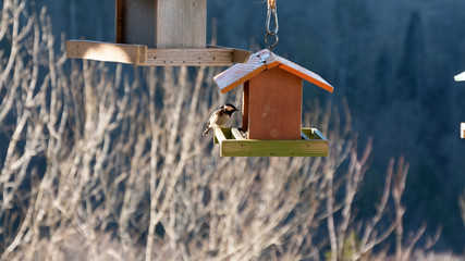 bird on feeder