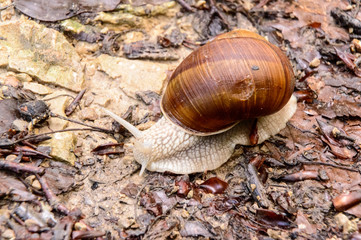  vineyard snail apple snail Burgundy snail edible snail Roman snail Helix pomatia