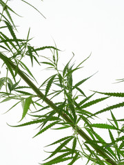 Cannabis tree green leaves on white background.
