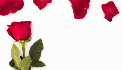 Red rose and red petals lie on a white background. Valentine's Day background, Birthday, Wedding. Banner. Holiday and gift concept. Copy space