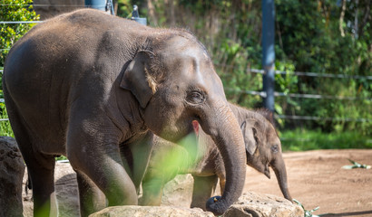 Naklejka premium elephant in zoo