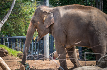 Fototapeta premium elephant in the zoo