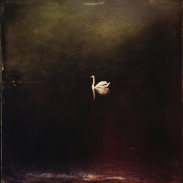 Swan, dark, poetic