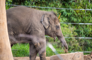 Fototapeta na wymiar baby elephant in the zoo