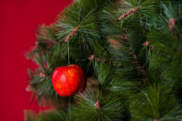 Vegan Christmas concert. The tree is decorated with fresh fruit. raw Apple on a pine branch on a red background. The idea of minimalism and eco-friendly celebration without waste. Copy space