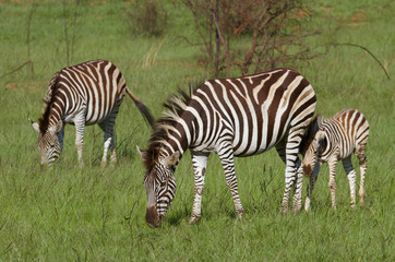 Fototapeta na wymiar Zebra Mom and Calf