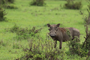 Warthog in the african savannah.