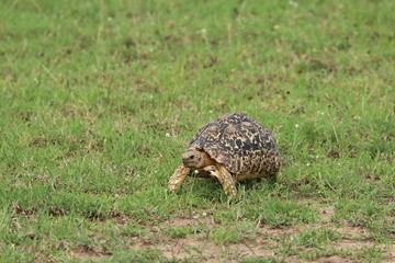Leopard tortoise in the african savanna.