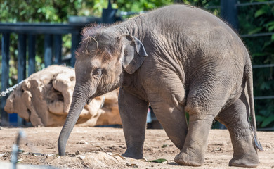 Naklejka premium baby elephant eating