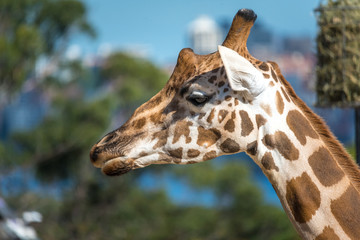 giraffe in the zoo