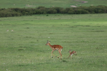 Impala mom and her calf running in the african savanna.