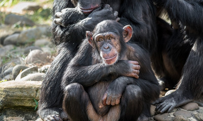 Naklejka premium mother and baby monkey 