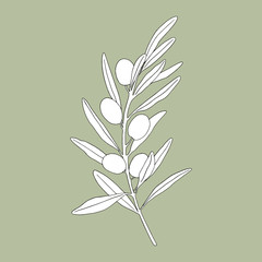 Olive tree in a vector style. Vector olive tree for background, texture, wrapper pattern, frame,  border, postcards, invitations, advertising, web.