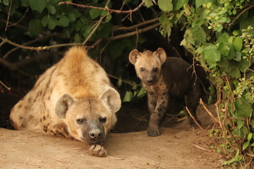 Hyène tachetée (crocuta crocuta) maman et petit près de leur tanière.