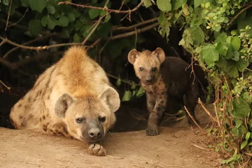 Muurstickers Gevlekte hyena (crocuta crocuta) moeder en welp bij hun hol. © Marie