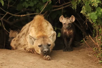  Spotted hyena (crocuta crocuta) mom and cub by their den. © Marie