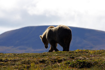 Grizzlybär im Katmai Nationalpakr