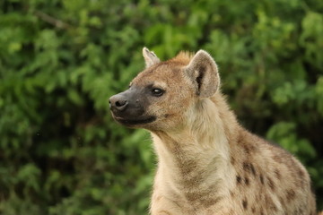 Obraz premium Spotted hyena (crocuta crocuta) face closeup.