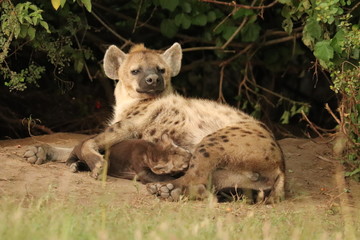 Spotted hyena (crocuta crocuta) mom nursing her cub.