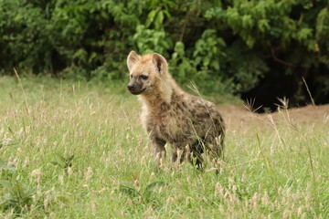 Spotted hyena cub (crocuta crocuta) by its den in the african savannah.