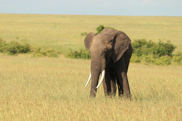 Big elephant in the african savanna.