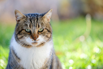 Le chat