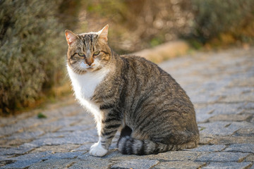 Le chat