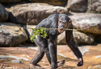 Monkey with stick in mouth 