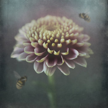 Dahlia with bumblebees, poetic