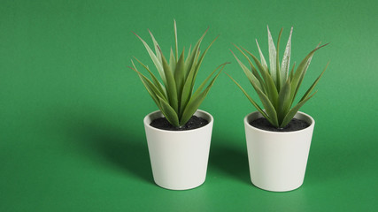 Artificial cactus plants or plastic or fake tree on green background.