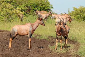 Group of topis in the african savanna.