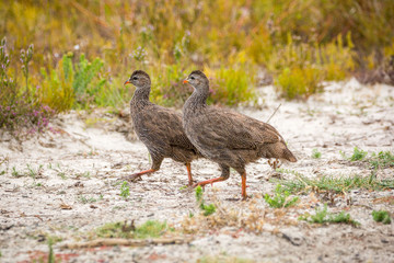 A pair of Cape Spurfowl (Francolinus capensis) walking on sandy ground and fynbos vegetation, De Hoop Nature Reserve, South Africa