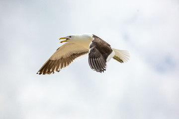 Close up of a flying kelp gull (Larus dominicanus), bright sky, South Africa