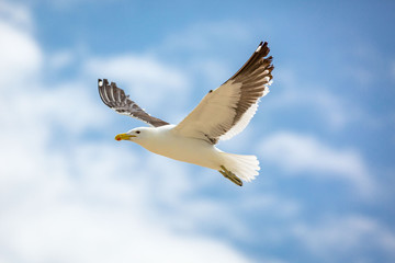 Close up of a flying kelp gull (Larus dominicanus), South Africa