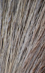 Close up of strands of dried plant fibre