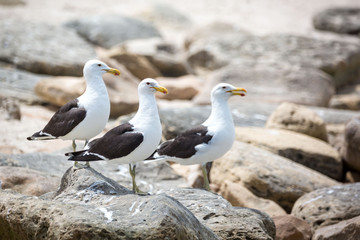 Three Kelp gulls (Larus dominicanus) standing on top of some rocks at the coast, South Africa